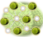 Laboratory Animal Allergy Icon (Color)