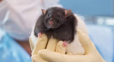 Technician  holding Fatty Zucker rat