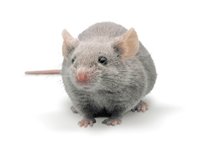 Dilute Brown Agouti (DBA) Mouse