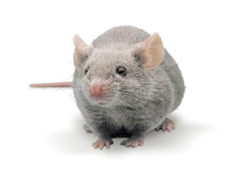 Course: Biomethodology of the Mouse (DEMO)